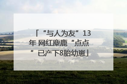 “与人为友”13年 网红麋鹿“点点”已产下8胎幼崽
