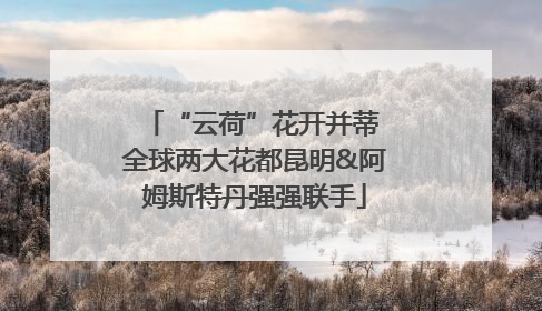 “云荷”花开并蒂 全球两大花都昆明&阿姆斯特丹强强联手