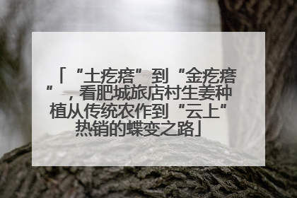 “土疙瘩”到“金疙瘩”，看肥城旅店村生姜种植从传统农作到“云上”热销的蝶变之路