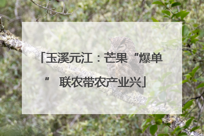 玉溪元江：芒果“爆单” 联农带农产业兴