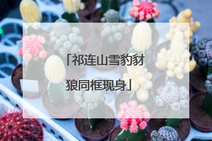 祁连山雪豹豺狼同框现身