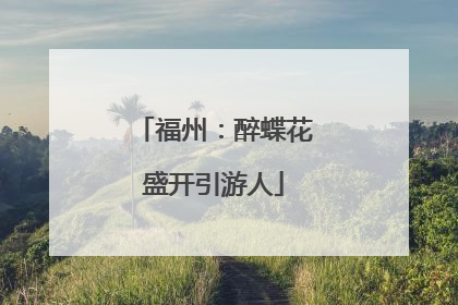 福州：醉蝶花盛开引游人