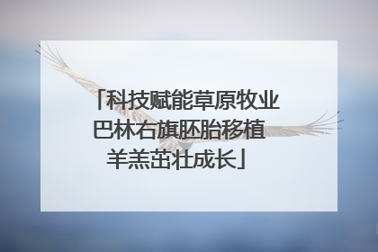 科技赋能草原牧业 巴林右旗胚胎移植羊羔茁壮成长