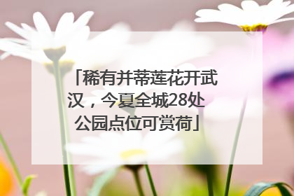 稀有并蒂莲花开武汉，今夏全城28处公园点位可赏荷
