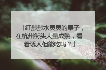 红彤彤水灵灵的果子，在杭州街头大量成熟，看着诱人但能吃吗？