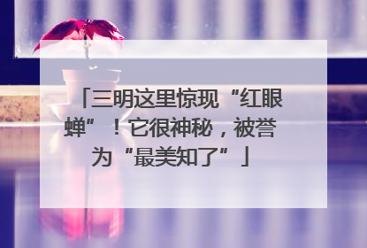 三明这里惊现“红眼蝉”！它很神秘，被誉为“最美知了”