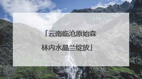云南临沧原始森林内水晶兰绽放