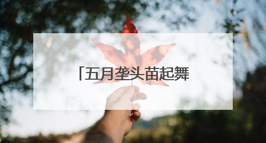 五月垄头苗起舞——青海首试青贮玉米育苗移栽