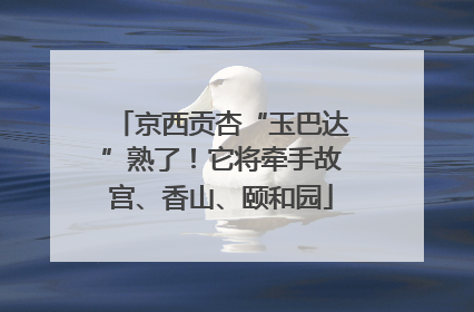 京西贡杏“玉巴达”熟了！它将牵手故宫、香山、颐和园