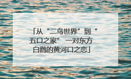 从“二鸟世界”到“五口之家” 一对东方白鹳的黄河口之恋