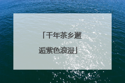千年茶乡邂逅紫色浪漫