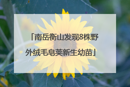 南岳衡山发现8株野外绒毛皂荚新生幼苗