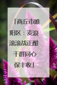 商丘市睢阳区：麦浪滚滚战正酣 干群同心保丰收