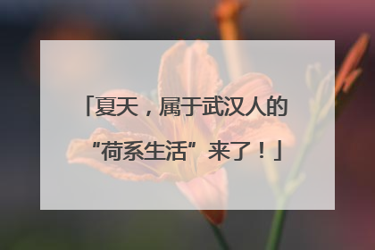 夏天，属于武汉人的“荷系生活”来了！