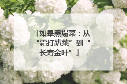 如皋黑塌菜：从“霜打趴菜”到“长寿金叶”