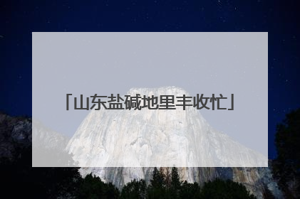 山东盐碱地里丰收忙