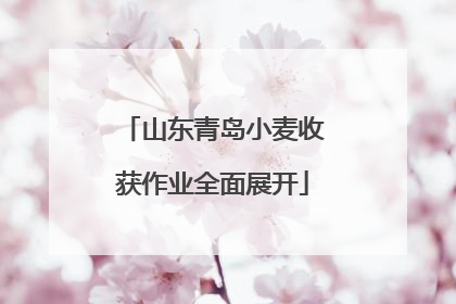 山东青岛小麦收获作业全面展开
