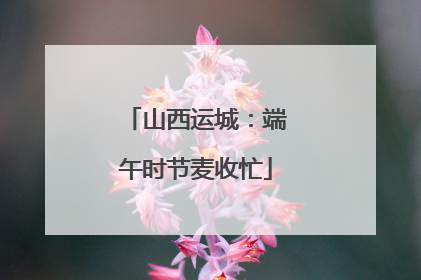 山西运城：端午时节麦收忙