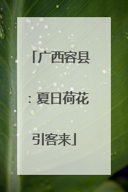 广西容县：夏日荷花引客来