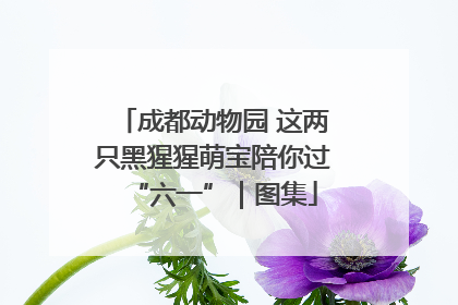 成都动物园 这两只黑猩猩萌宝陪你过“六一”｜图集