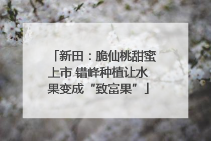 新田：脆仙桃甜蜜上市 错峰种植让水果变成“致富果”