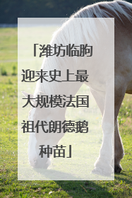 潍坊临朐迎来史上最大规模法国祖代朗德鹅种苗