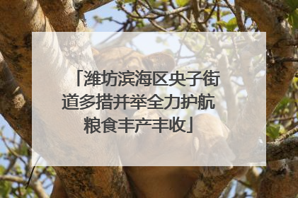 潍坊滨海区央子街道多措并举全力护航粮食丰产丰收