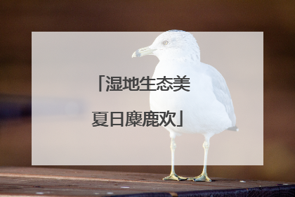 湿地生态美 夏日麋鹿欢