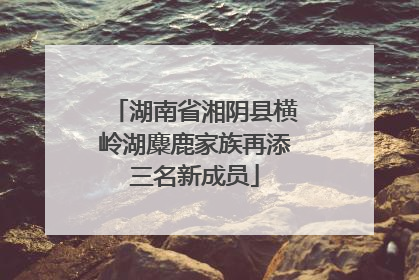 湖南省湘阴县横岭湖麋鹿家族再添三名新成员