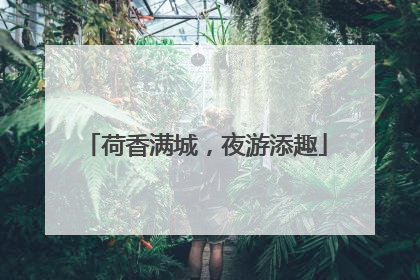 荷香满城，夜游添趣