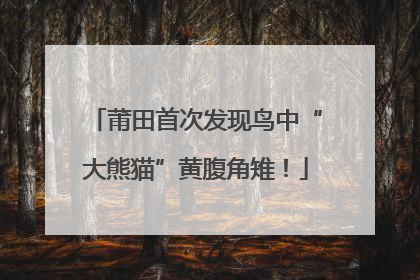 莆田首次发现鸟中“大熊猫”黄腹角雉！