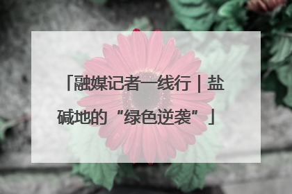 融媒记者一线行｜盐碱地的“绿色逆袭”