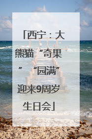 西宁：大熊猫“奇果”“园满”迎来9周岁生日会
