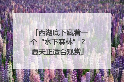 西湖底下藏着一个“水下森林”？夏天正适合观赏