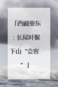 西藏亚东：长尾叶猴下山“会客”