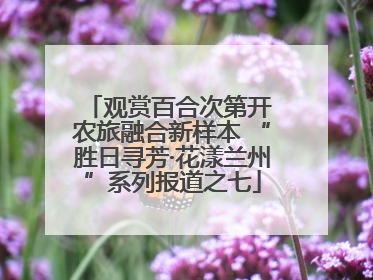 观赏百合次第开 农旅融合新样本 “胜日寻芳·花漾兰州”系列报道之七