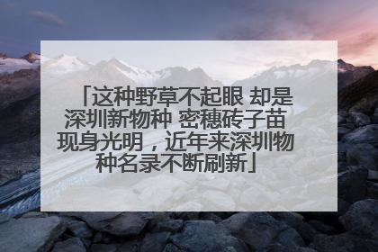 这种野草不起眼 却是深圳新物种 密穗砖子苗现身光明，近年来深圳物种名录不断刷新