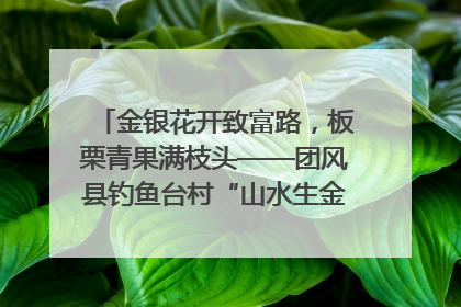 金银花开致富路，板栗青果满枝头——团风县钓鱼台村“山水生金”谱写共富新篇章