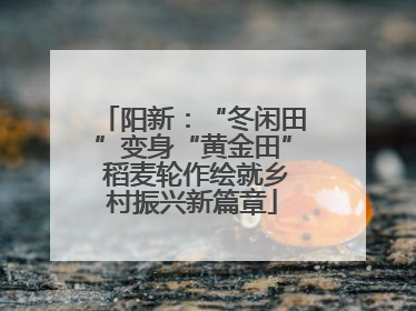 阳新：“冬闲田”变身“黄金田” 稻麦轮作绘就乡村振兴新篇章
