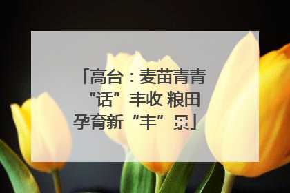 高台：麦苗青青“话”丰收 粮田孕育新“丰”景